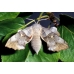 Poplar Hawk Laothoe populi  pupae
